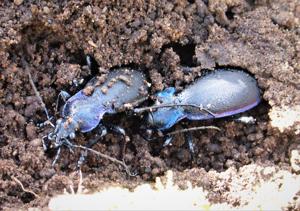 Carabus violaceus