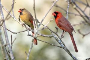Cardinalis cardinalis