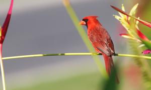 Cardinalis cardinalis