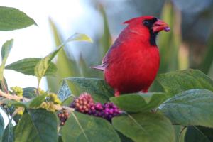 Cardinalis cardinalis