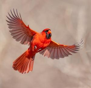 Cardinalis cardinalis