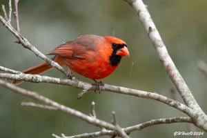 Cardinalis cardinalis