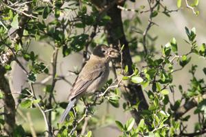 Passerina versicolor