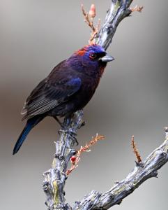 Passerina versicolor