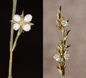 utils/thumbs/Caryophyllaceae/Bufonia_ndhyqQ5BhVE4QPswgUTpNh.jpg