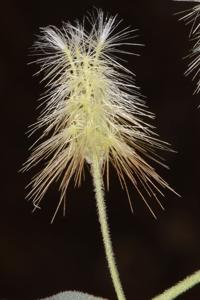utils/thumbs/Caryophyllaceae/Cometes_eicM4ii7ZjF6qLZf847cyf.jpg