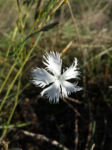 Dianthus serotinus