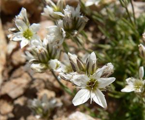 Eremogone congesta var.  charlestonensis