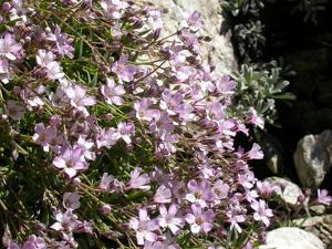 Gypsophila repens