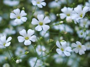 Gypsophila elegans