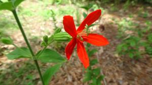 Silene regia