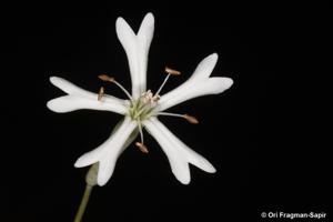 utils/thumbs/Caryophyllaceae/Silene_RhjH9H78ECVx929CFuNpha.jpg
