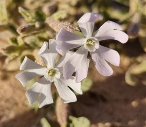 utils/thumbs/Caryophyllaceae/Silene_Uk5cXSmhr9RrEPNNN3J2ta.jpg