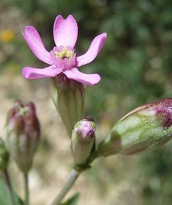 Silene rubella
