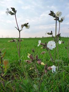 Silene latifolia subsp. alba