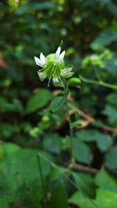 Silene baccifera