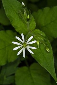 Stellaria nemorum