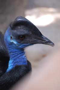 Cassowary bennetti