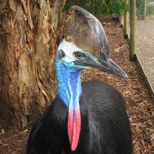 Cassowary casuarius