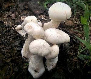 utils/thumbs/Catathelasmataceae/Macrocybe_22pBJfTHZ6wnUB8cGoxBe7.jpg