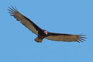 Cathartes aura