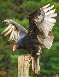 Cathartes aura septentrionalis