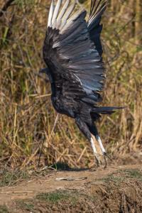 Coragyps atratus