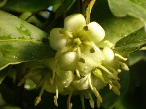 utils/thumbs/Celastraceae/Brexia_U7gavVAghTaUahKpUbyB6W.JPG