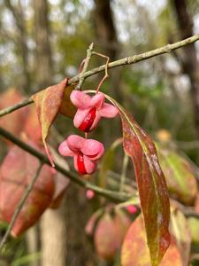 utils/thumbs/Celastraceae/Euonymus_Az2cLAtAoJeDYCPhe7Gs68.jpg