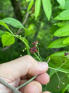 Euonymus atropurpureus
