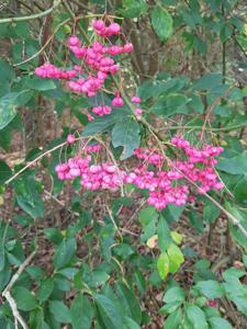 Euonymus europaeus