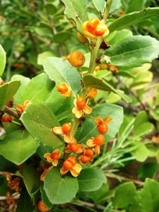 utils/thumbs/Celastraceae/Maytenus_R3GBrM5WTERpSySkAkXwDG.jpg