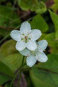 Parnassia asarifolia