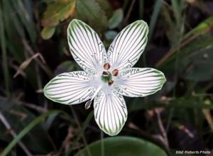 Parnassia grandifolia