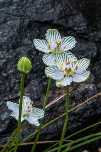 Parnassia asarifolia