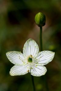 Parnassia grandifolia