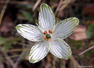 Parnassia grandifolia