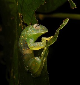 Cochranella euknemos