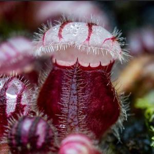 Cephalotus follicularis