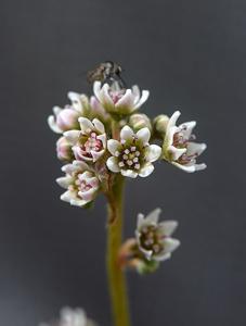 Cephalotus follicularis