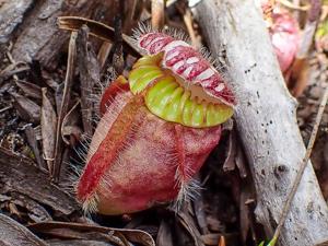 Cephalotus follicularis