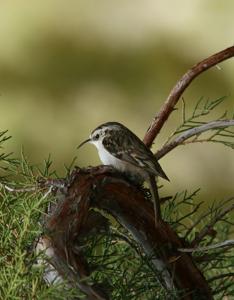 Certhia familiaris