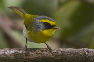 Abroscopus schisticeps