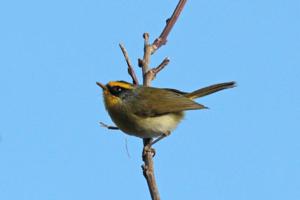 Abroscopus schisticeps