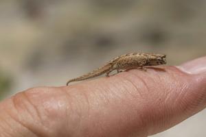 Brookesia tuberculata