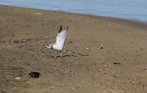 Anarhynchus collaris