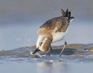 Anarhynchus leschenaultii