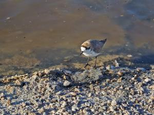 Anarhynchus alticola