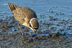 Anarhynchus pecuarius