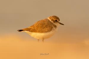 Anarhynchus alexandrinus